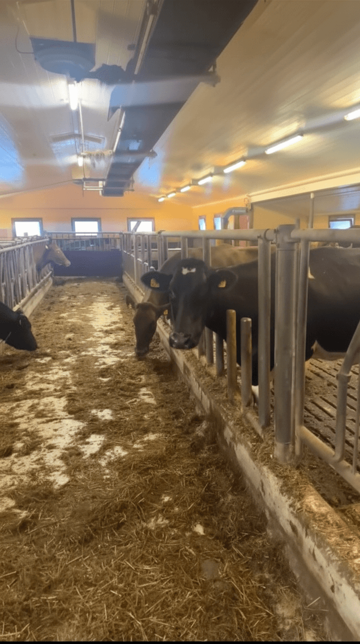 Kyr i fjøset ved fôringssystemet