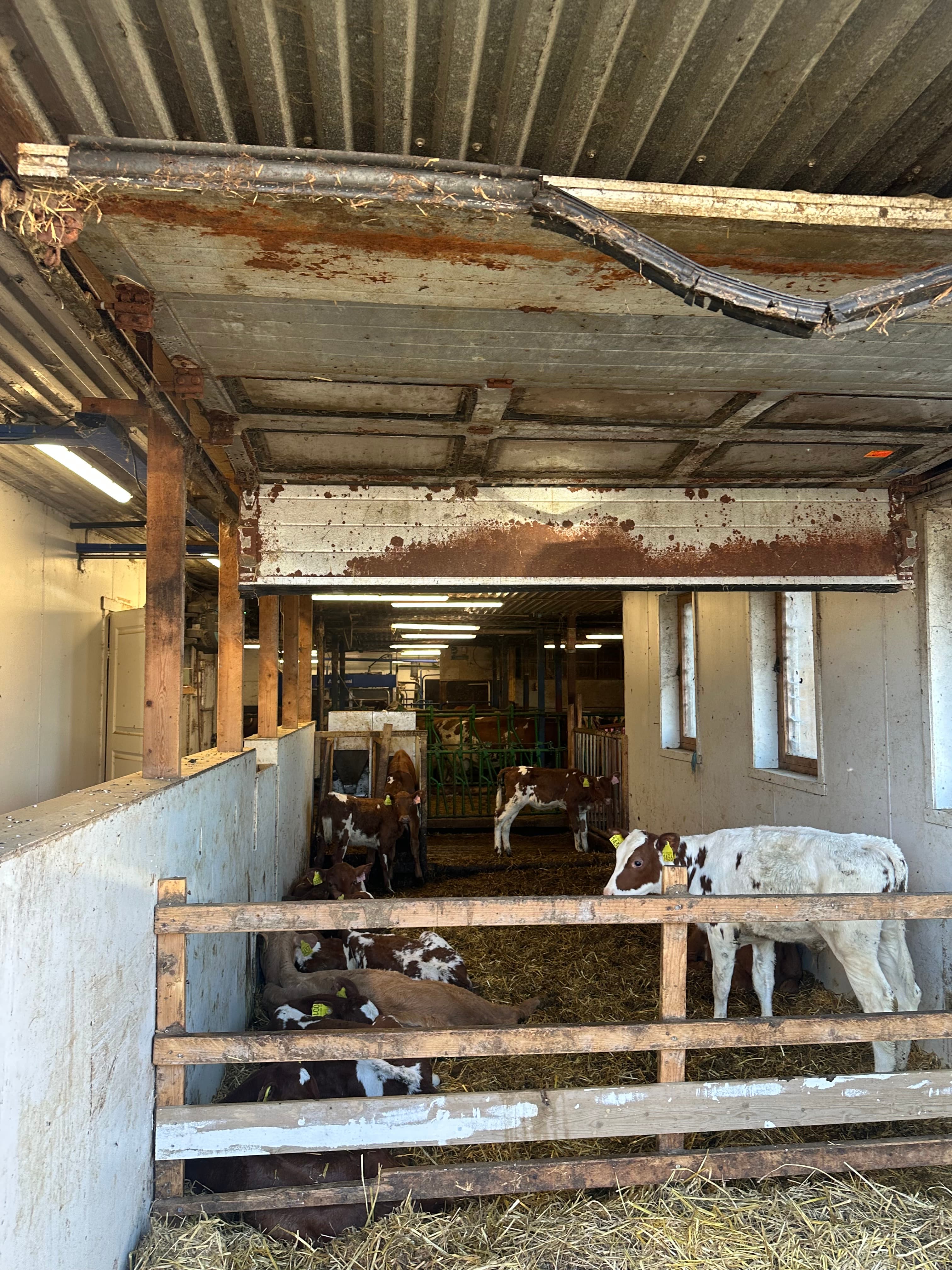 Kalver i fjøset på melkegården