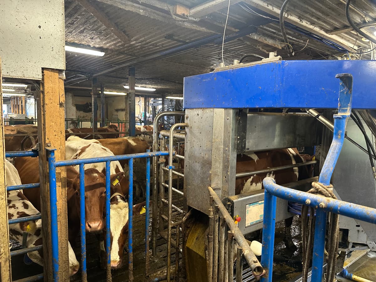 Melkerobot i fjøset